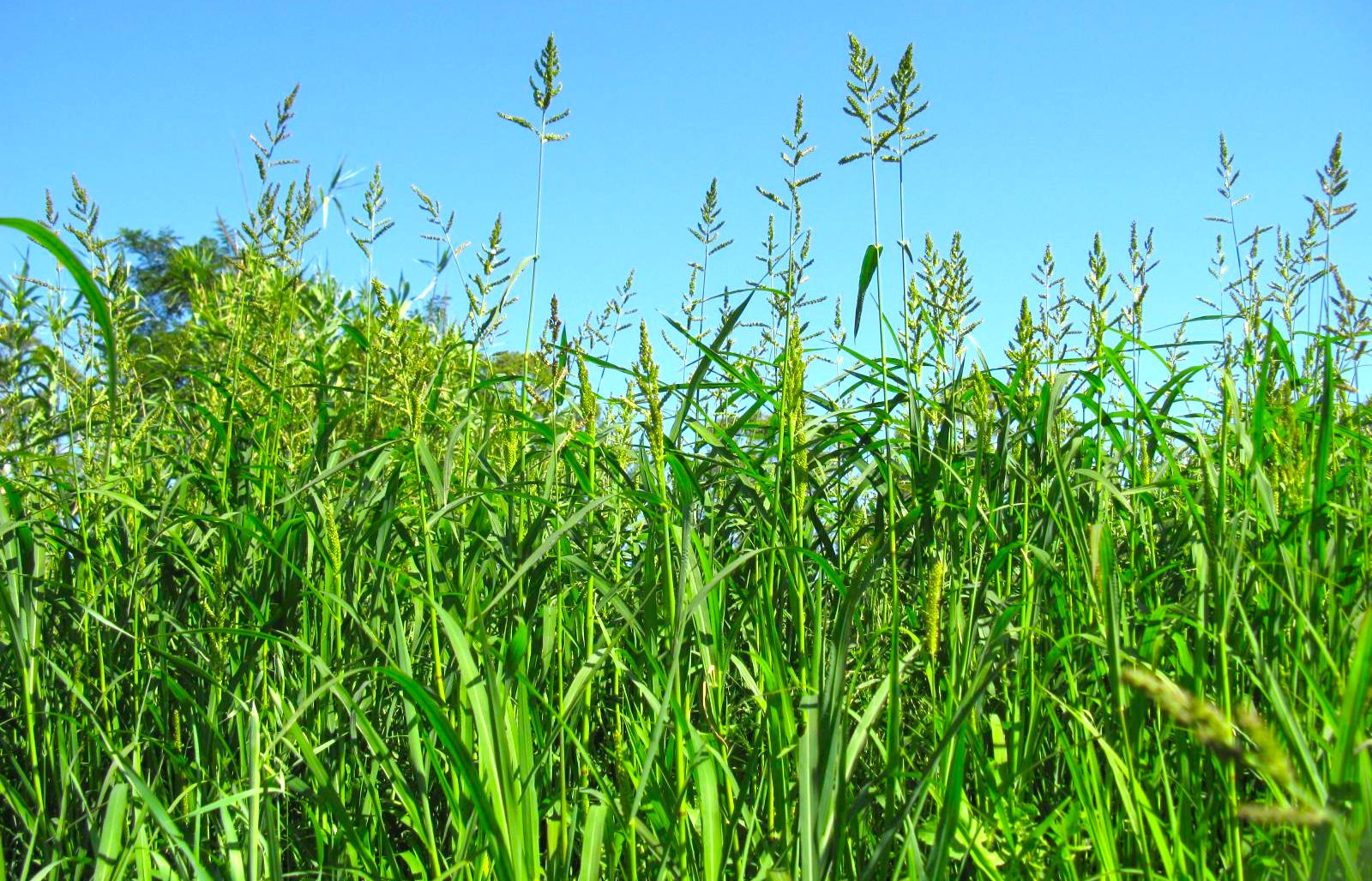 Kiểm soát cỏ dại cho lúa gieo sạ (gieo thẳng)