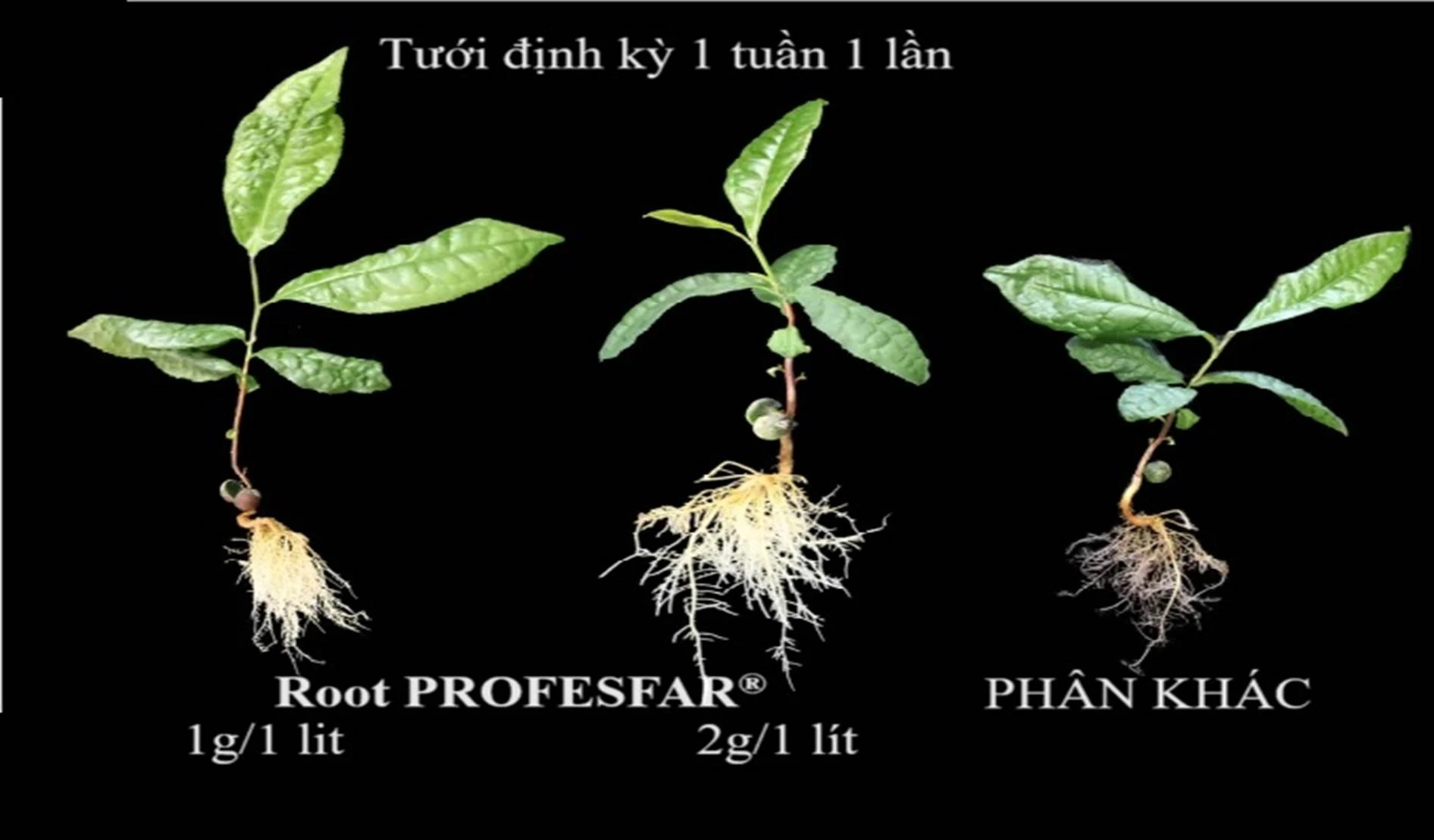 Tác dụng của Root PROFESFAR® trên cây thân gỗ