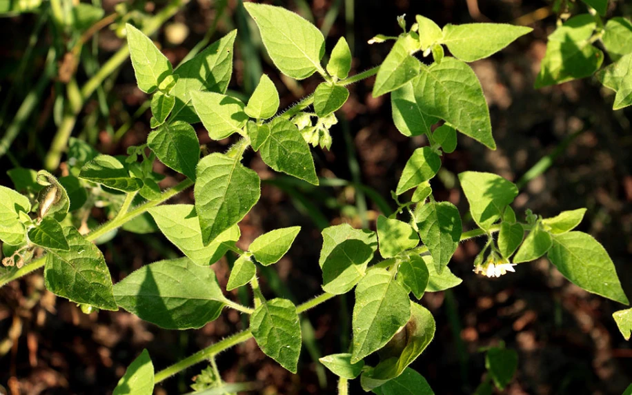 Loài Solanum physalifolium được xem là cỏ dại trên ruộng ngô