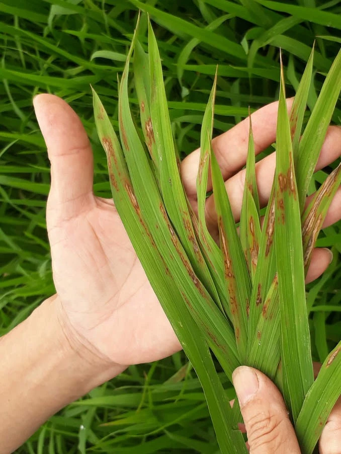 Profesfar NOFADA 822WP