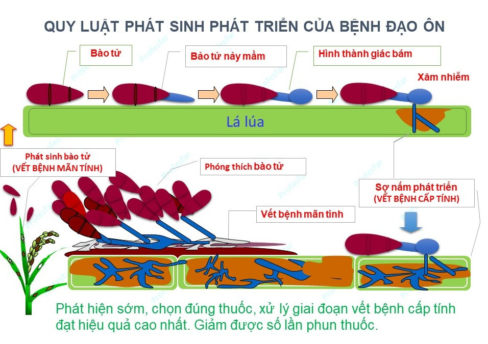 Quá trình phát sinh, phát triển của nấm gây bệnh đạo ôn