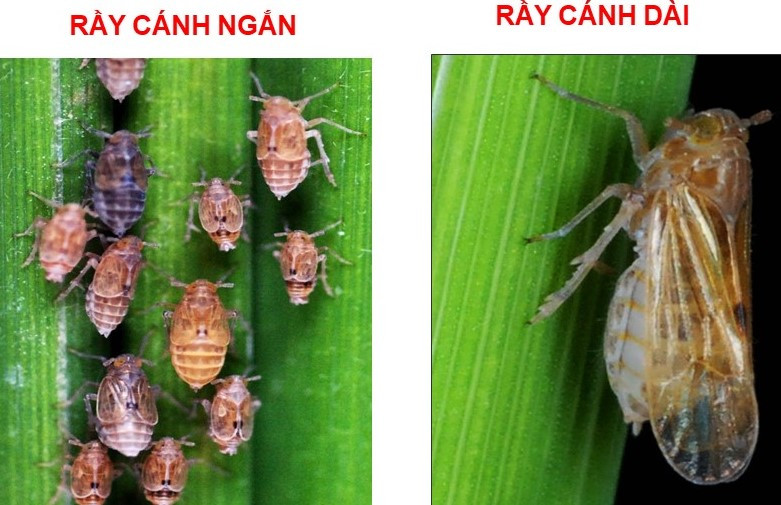 Rầy cánh ngắn thương xuất hiện đầu vụ, Rầy cánh dài xuất hiện cuối vụ