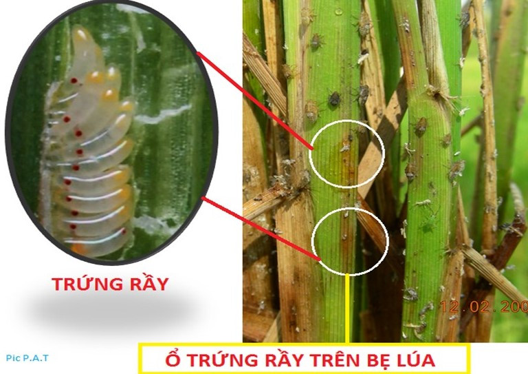 Kiểm soát dịch rầy trên lúa