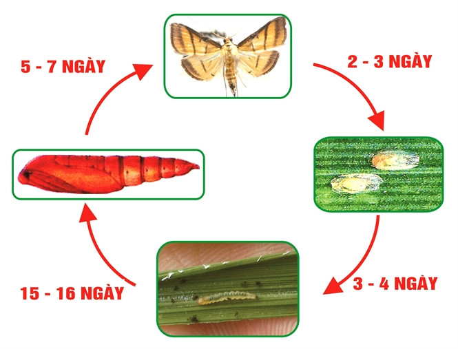 Vòng đời sâu cuốn lá nhỏ