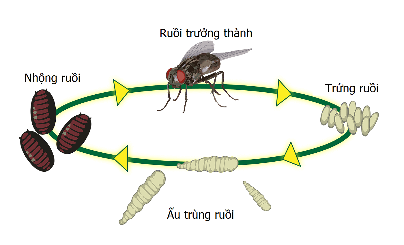 Đặc điểm một số loài ruồi ở Việt Nam