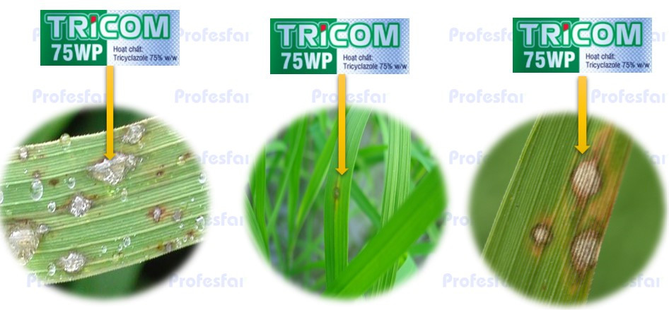 Phòng trừ giai đoạn cấp tính luôn đạt hiệu quả tốt nhất