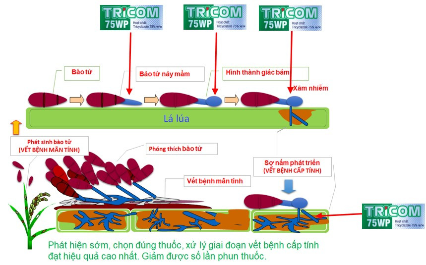 Phòng trừ bệnh đạo ôn trên lúa