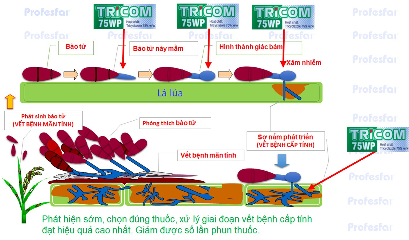 Quá trình phát sinh, phát triển của bệnh đạo ôn