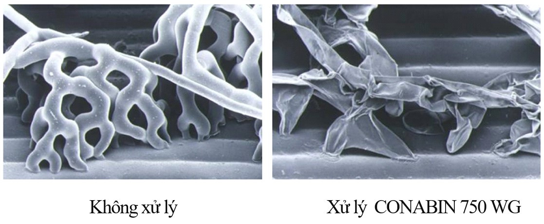 CONABIN 750 WG phá hủy vách tế bào sợ nấm làm cho sợi nấm gây bệnh bị chết