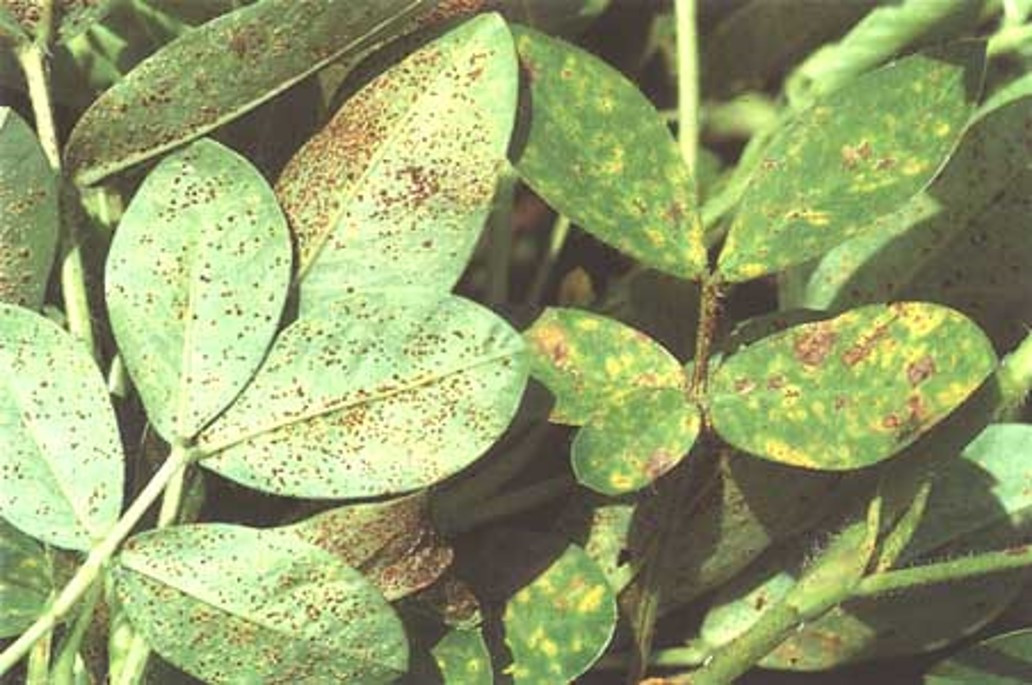 BỆNH GHỈ SẮT DO NẤM Puccinia arachidis