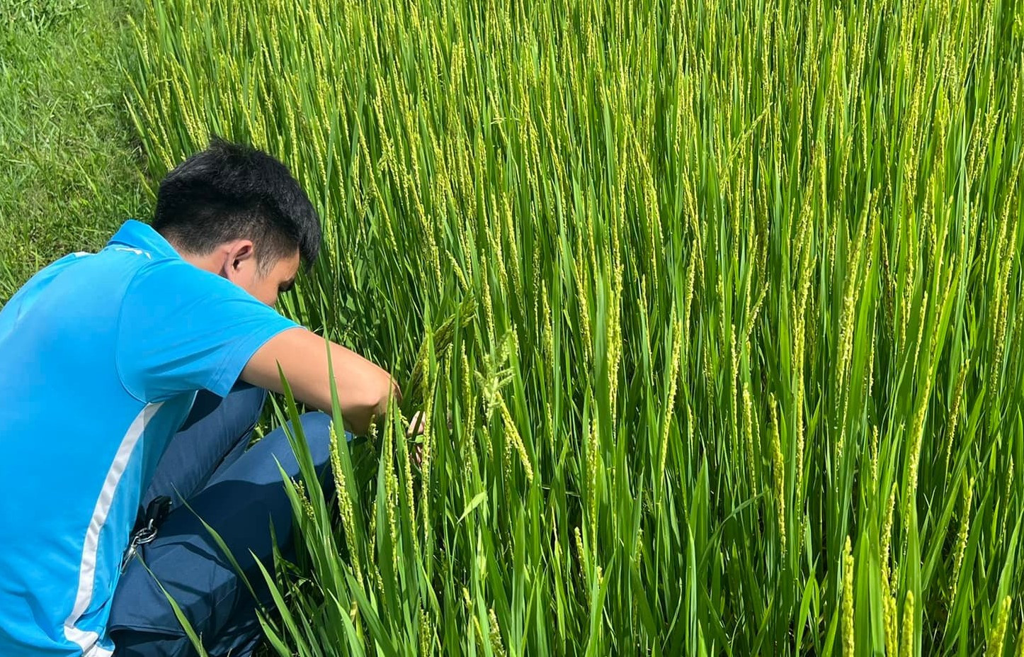 Nhện gié hại lúa