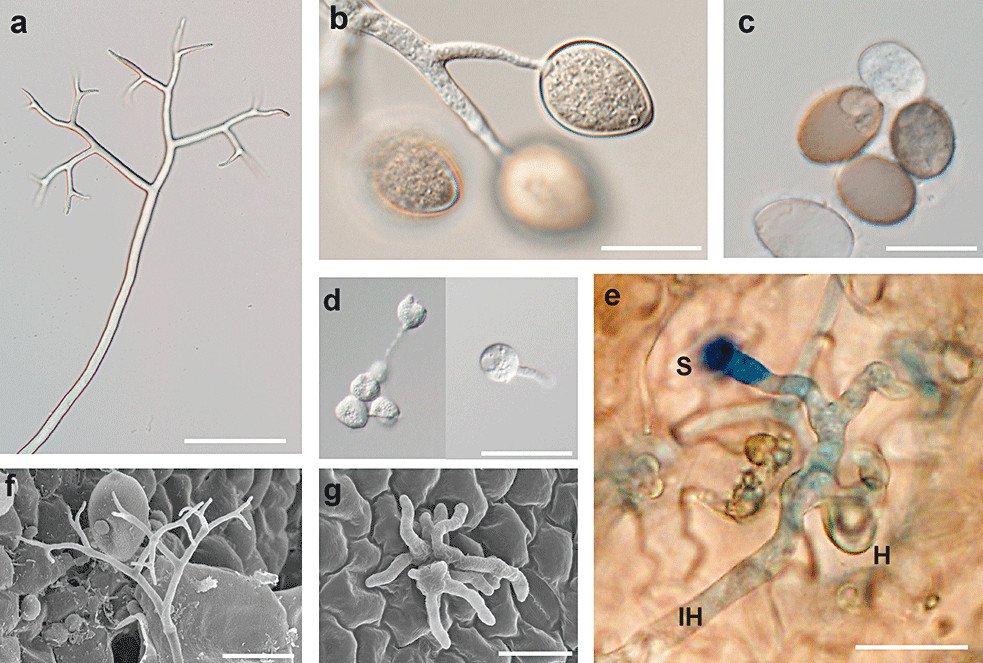 Tác nhân gây bệnh sương mai (giả sương mai) là nấm Pseudoperonospora cubensis