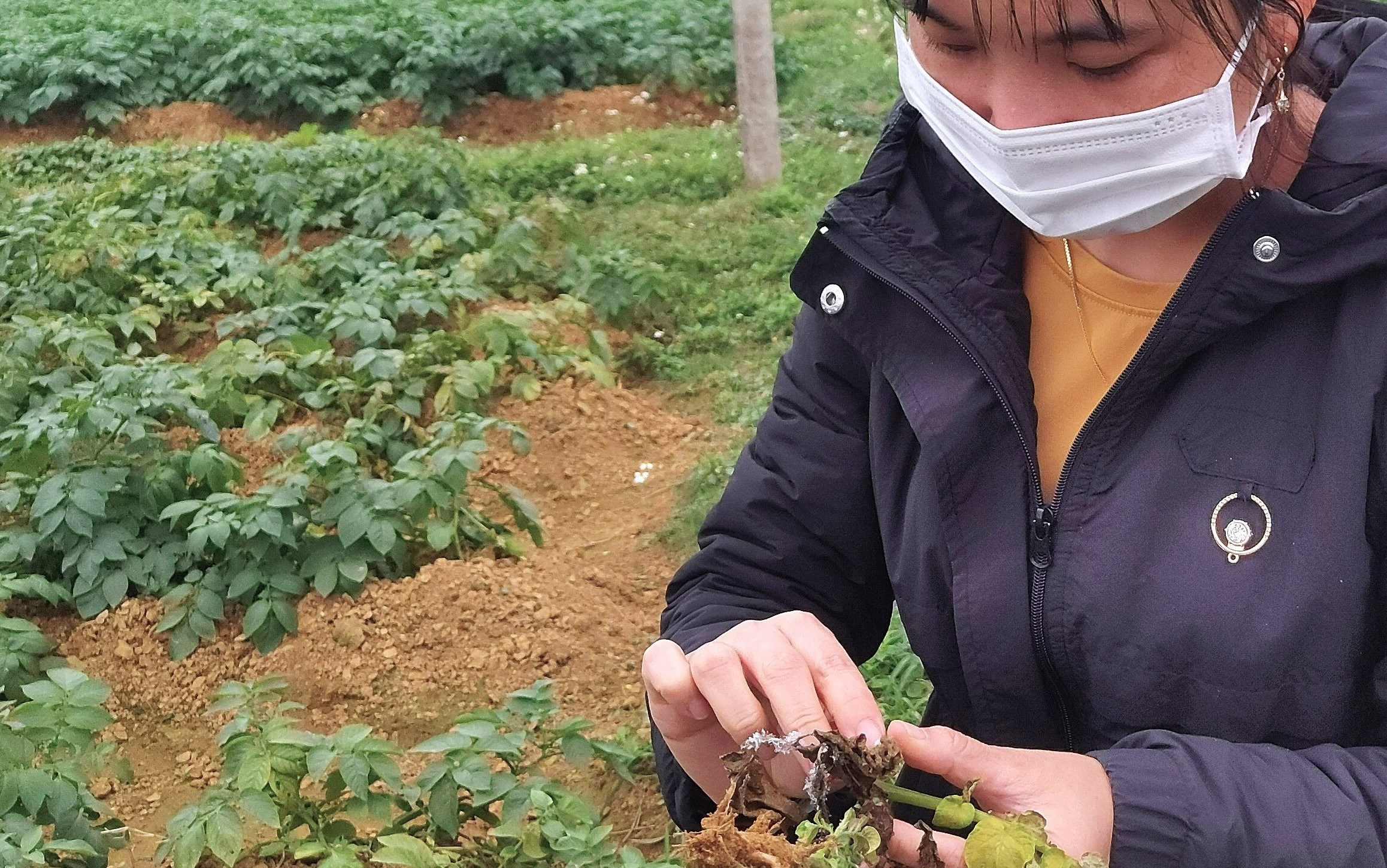 Bà Chu Thị Mai, Cán bộ Nông nghiệp xã Diễn Phong, kiếm tra Bệnh sương mại trên khoai tây 2021