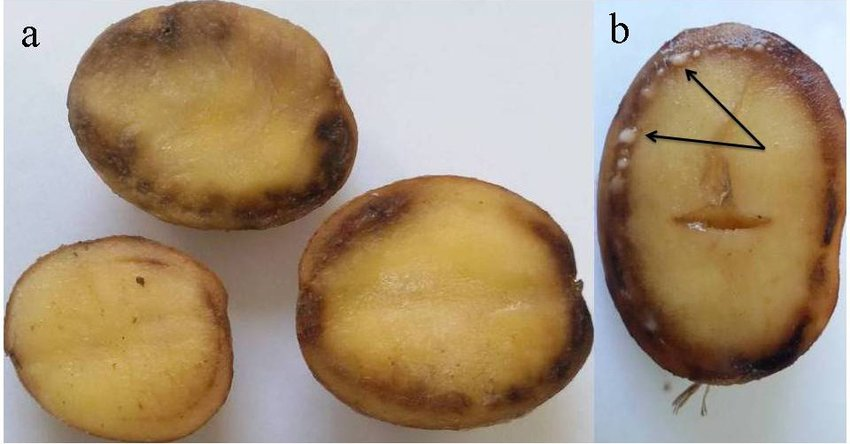 Triệu chứng bệnh gây hại trên củ: a) vòng mạch ngoài chuyển nâu, b) dịch khuẩn chảy ra khi chúng ta cắt củ