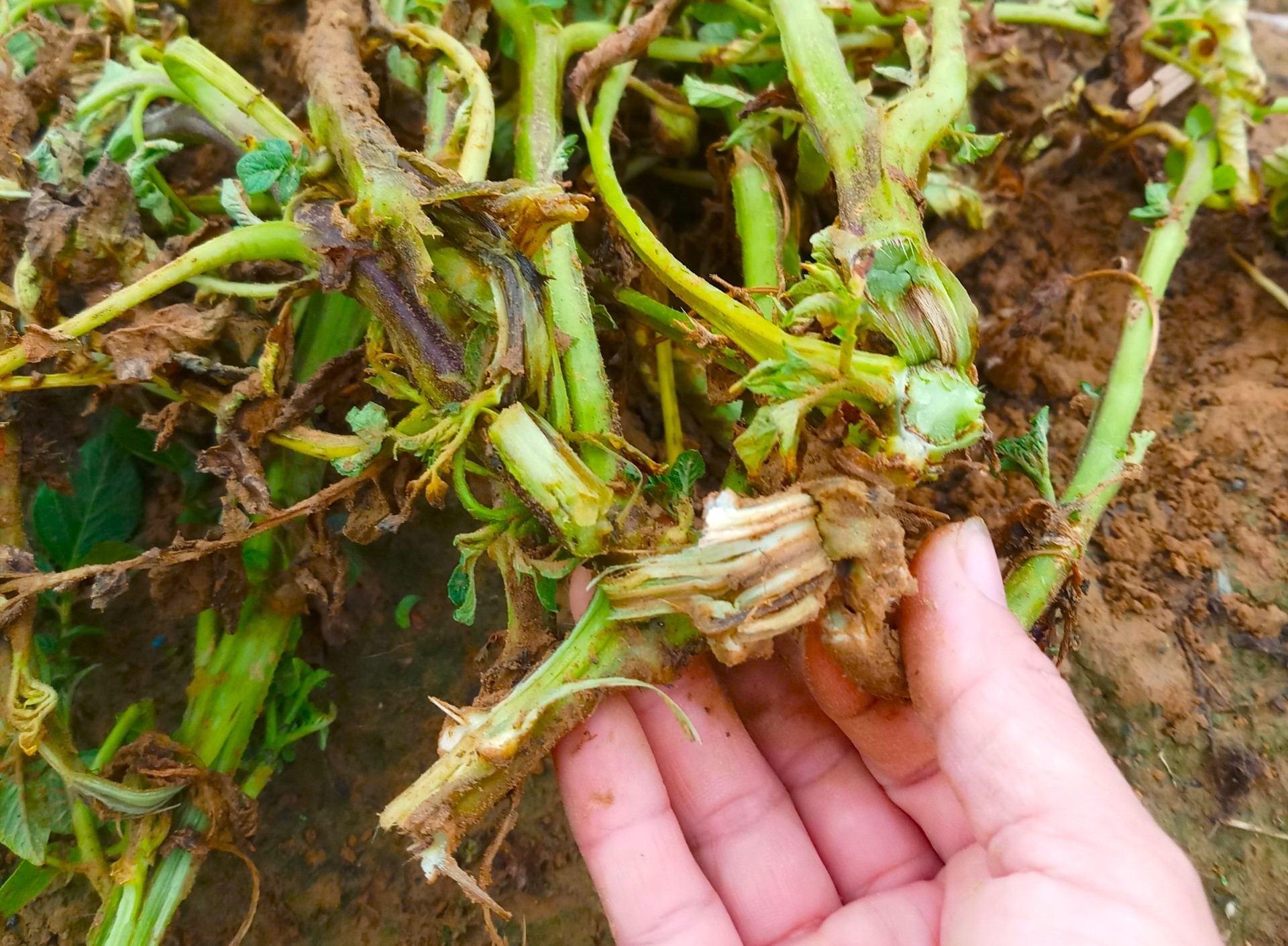 Tách kiểm tra mạch dẫn nước của khoai tây tại Diễn Tân, Diễn Châu 2022: Mạch đã chuyển nâu không thể cứu chữa