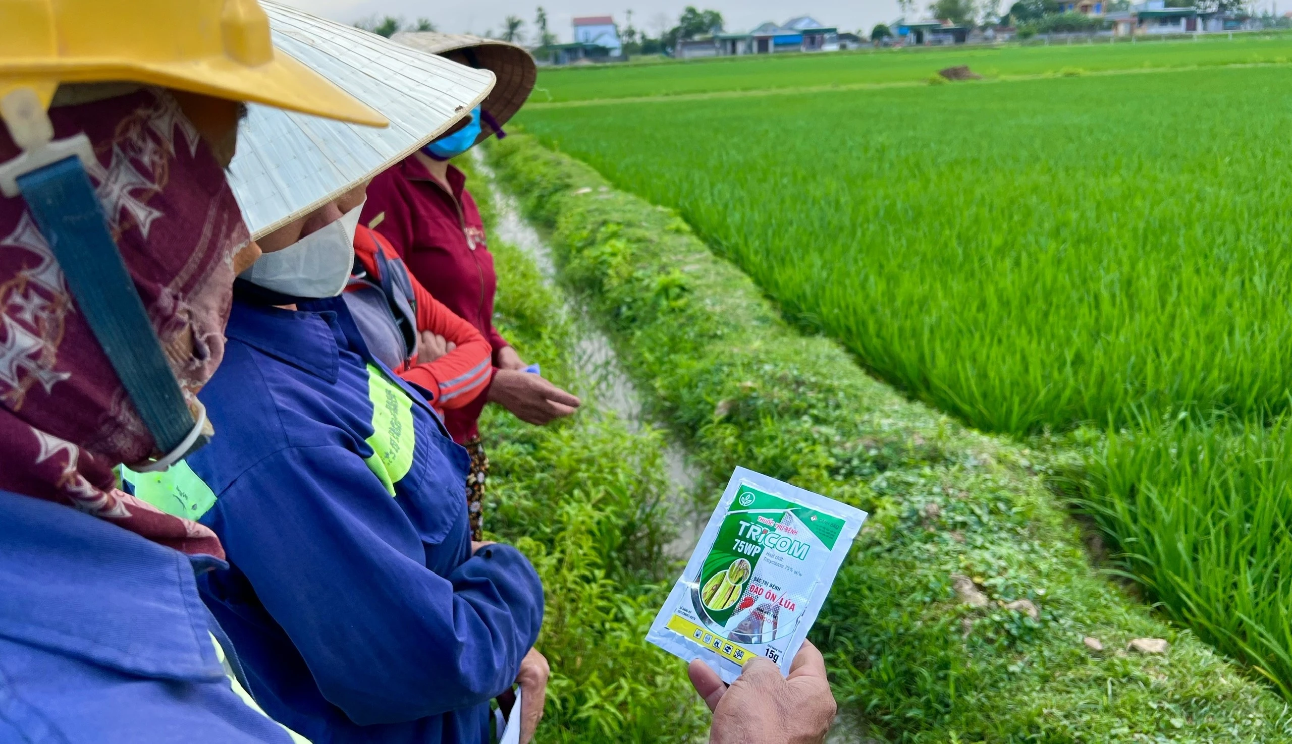 Nông dân được hướng dẫn cụ thể từ thực tế đồng ruộng, cách phát hiện và phòng trừ bệnh đạo ôn