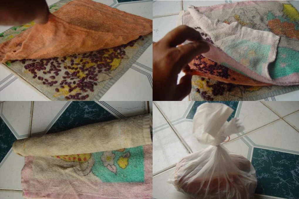 Nên ủ hạt trước khi giao đểm đảm bảo chắc chắn khả năng nảy mầm