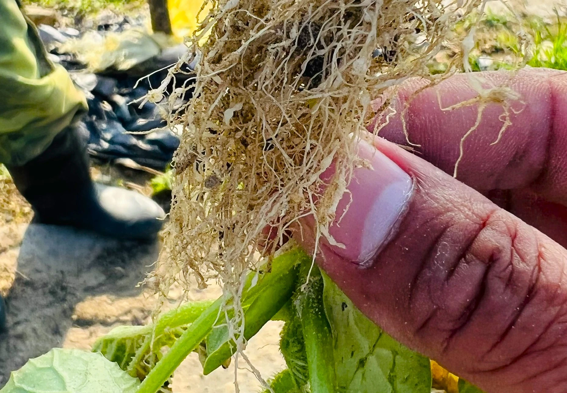 Tuyến trùng gây u sưng rễ trên dưa hấu