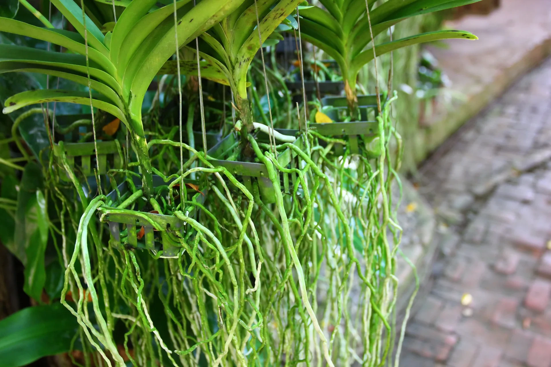 Root PROFESFAR® kích thích ra rễ phong lan