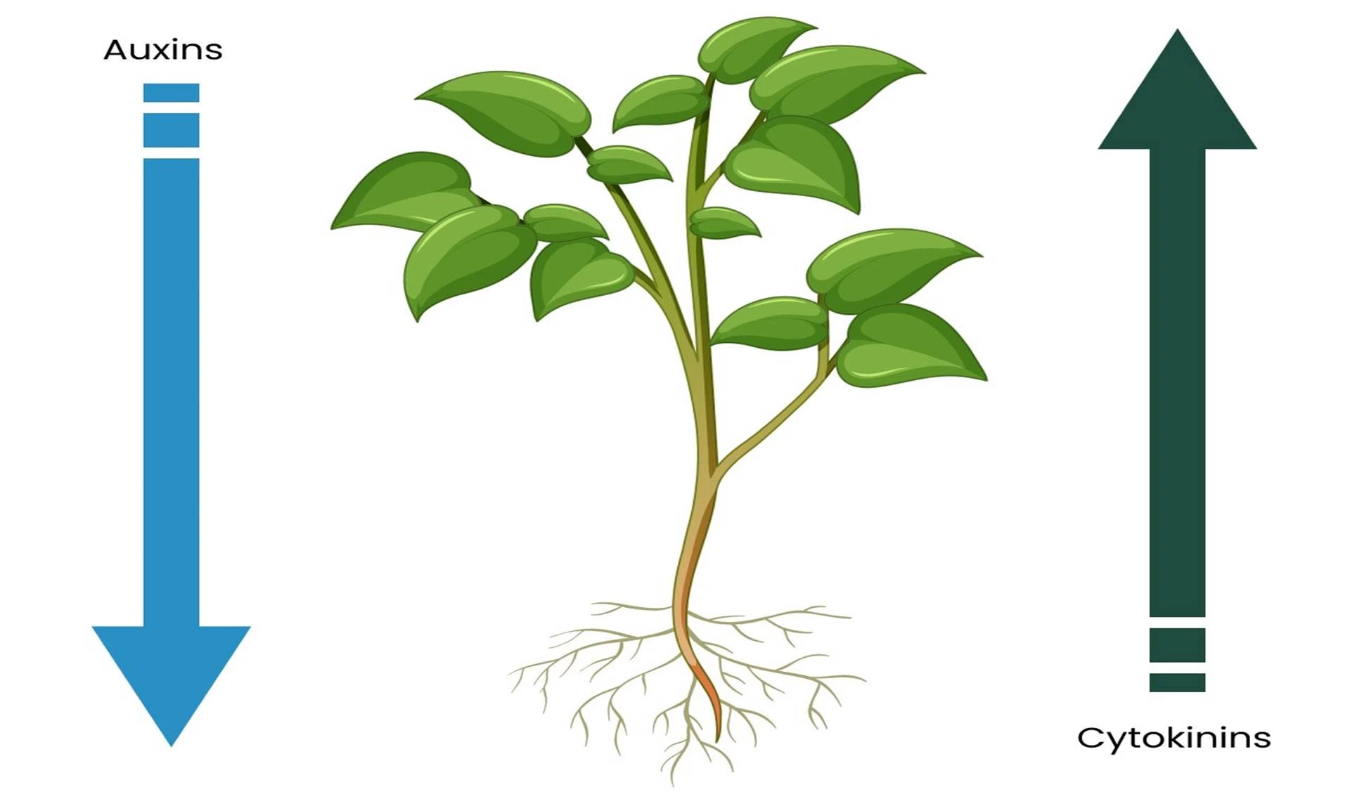 Root PROFESFAR® bổ sung Auxin giúp kích thích ra rễ và hướng ngọn