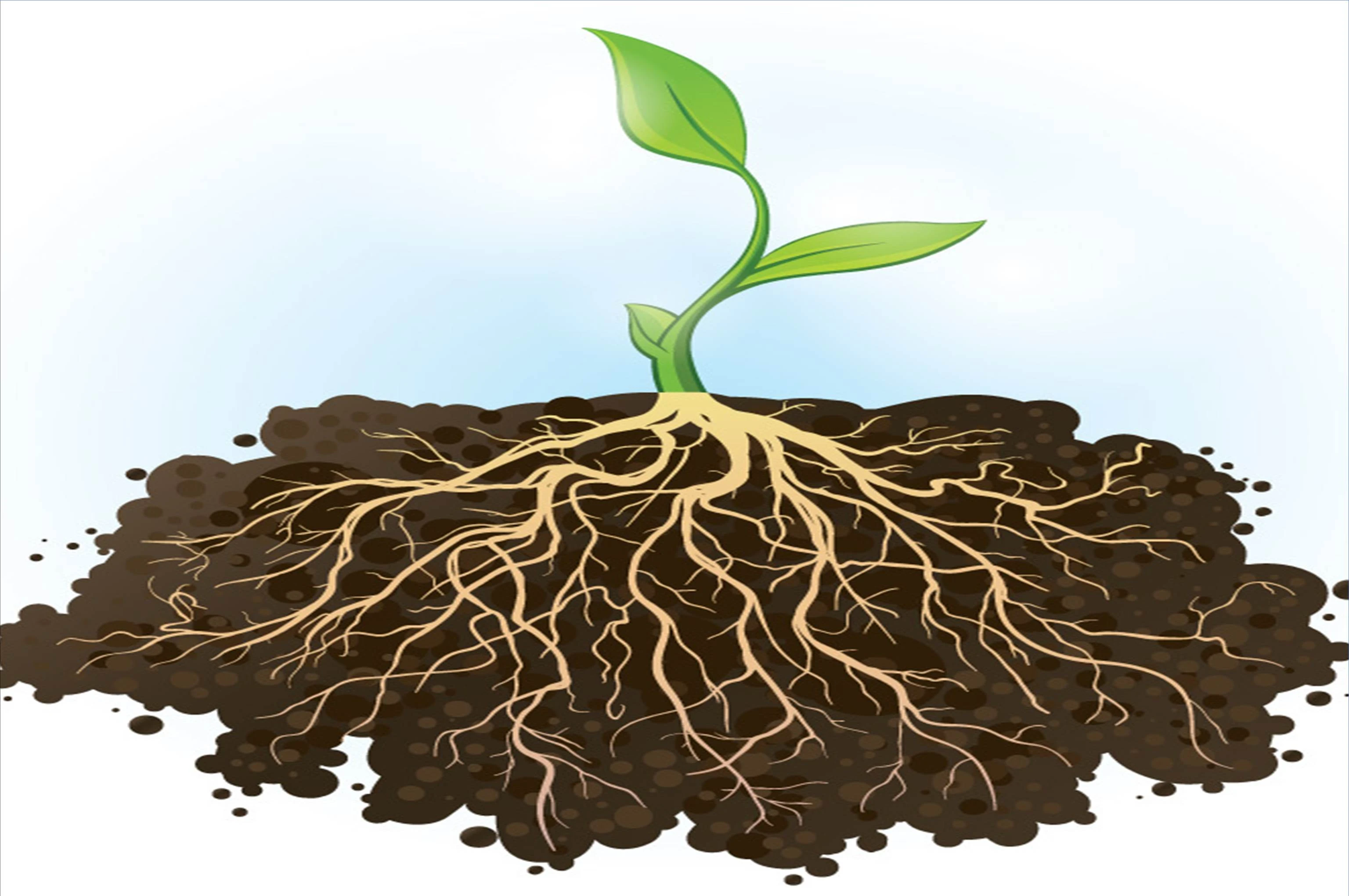Root PROFESFAR® kích thích ra rễ mạnh nhất hiện nay