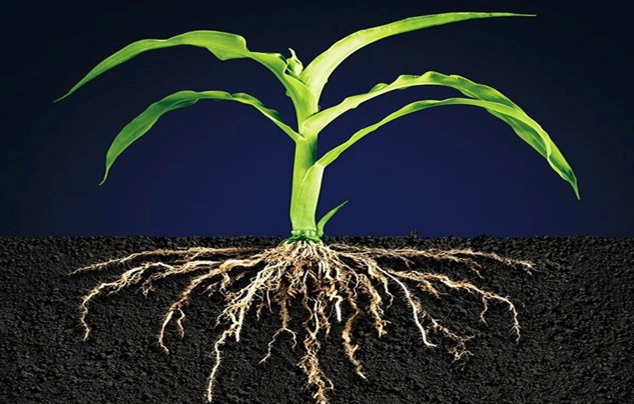 Root PROFESFAR® giúp cây phát triển toàn diện