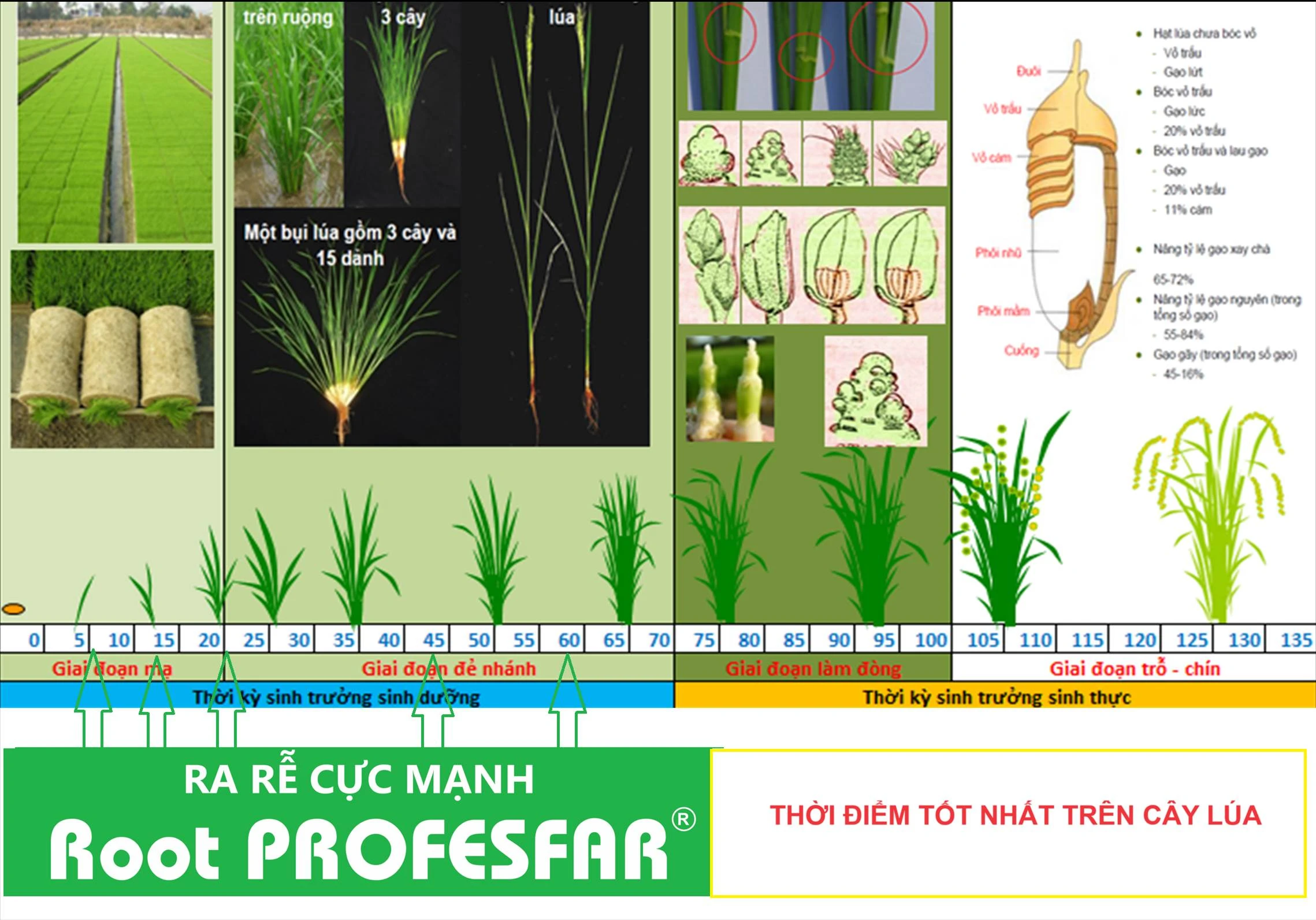 Quy trình sử dụng Root PROFESFAR®trên cây lúa
