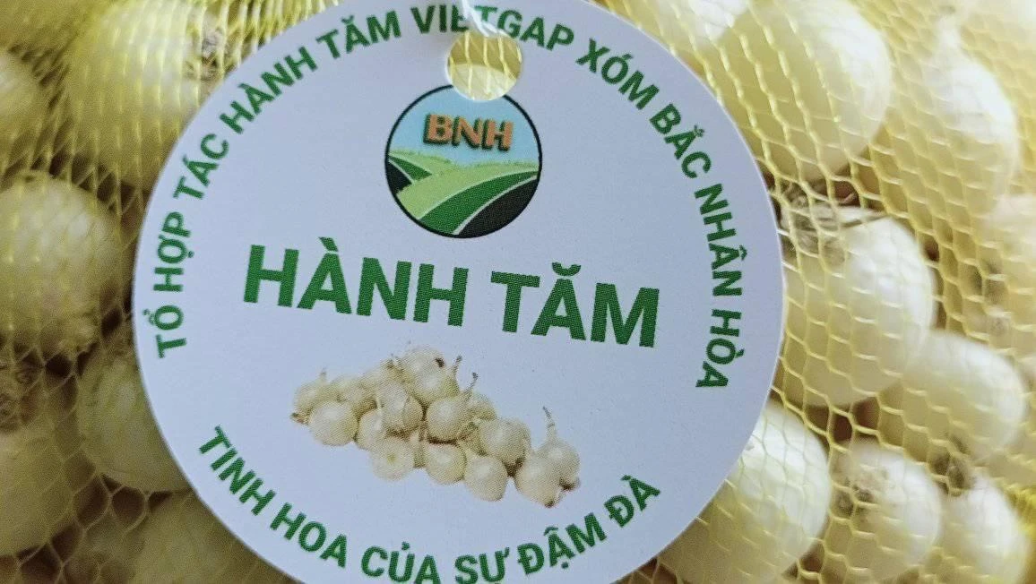 Hành tăm sản xuất theo VietGAP xóm Bắc Nhân Hòa, Nghi Thuận, Nghi Lộc, Nghệ An