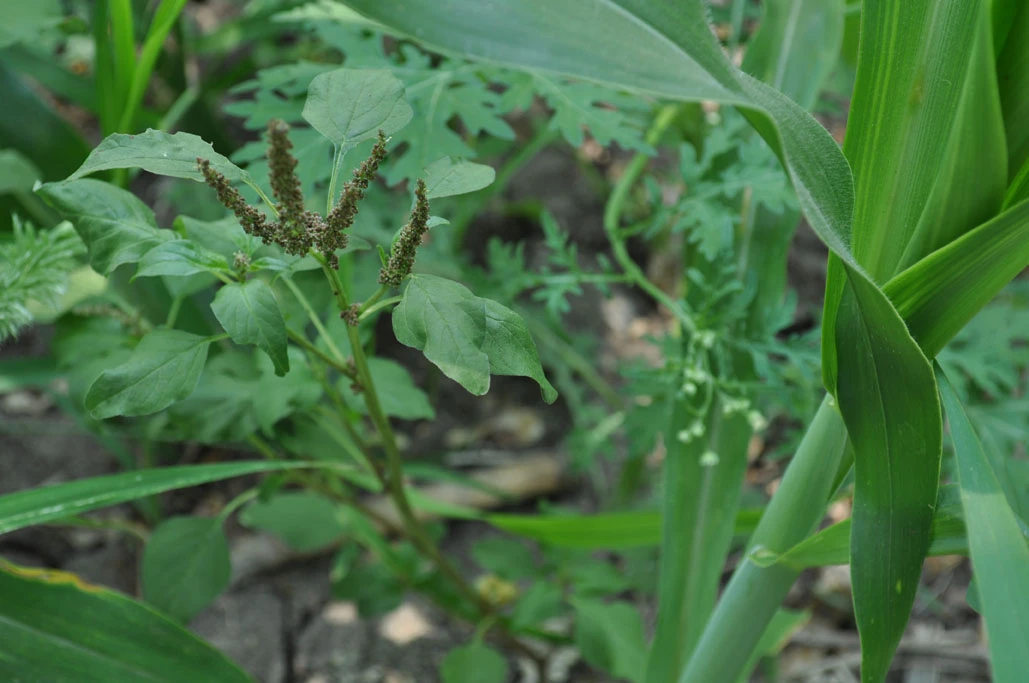 Loài Amaranthus viridis hay còn gọi Dền cơm, dền xanh