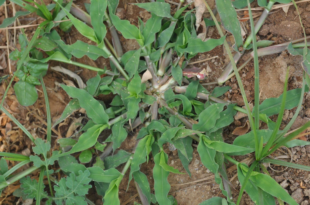 Thài lài, một loài cỏ khó trừ trên ruộng Ngô