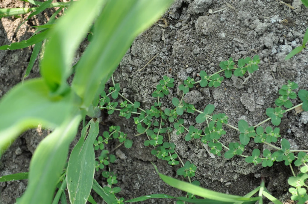 Loài Euphorbia prostrata hay còn gọi Cỏ sữa