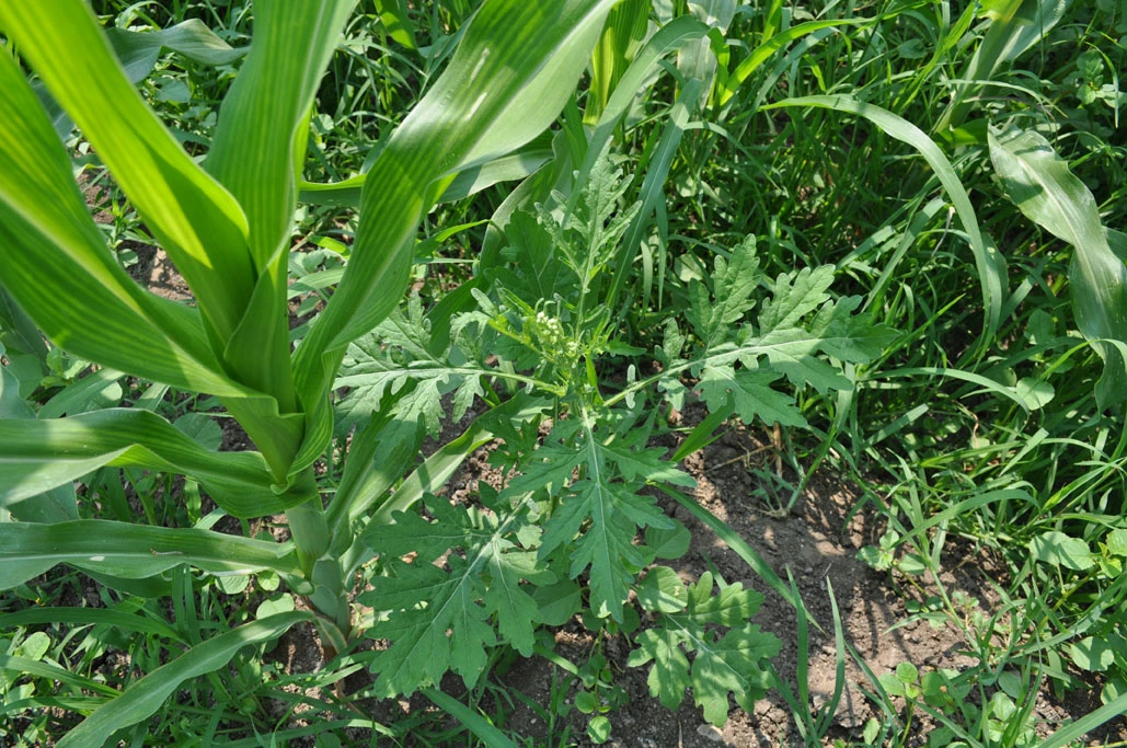 Loài Parthenium hysterophorus thuộc họ cúc cũng bắt gặp trên ruộng ngô