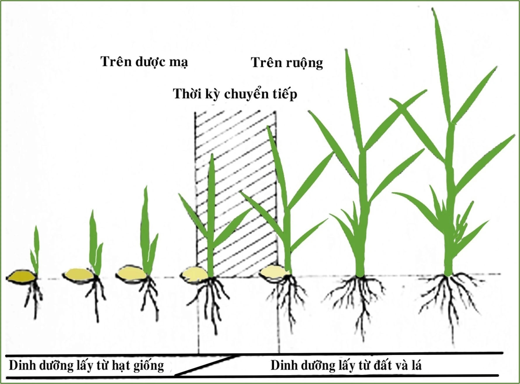 Bạn hiểu thêm về quá trình sinh trưởng của cây lúa nhé, để chăm sóc hợp lý