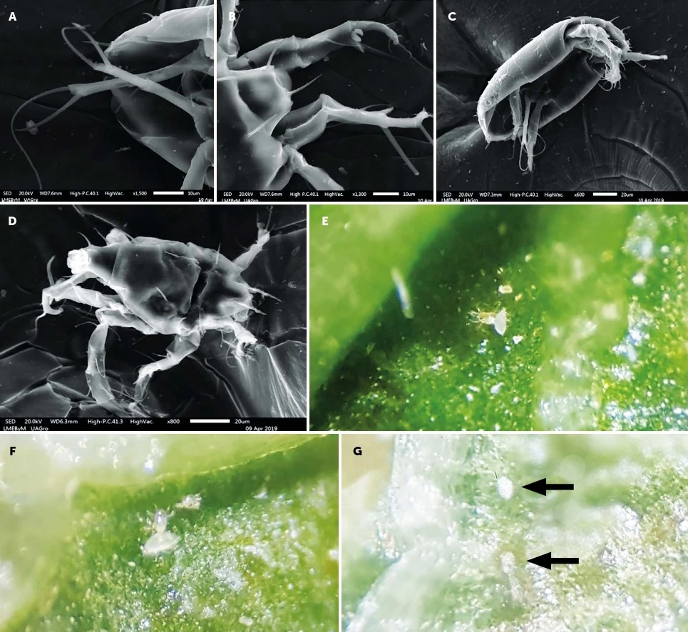 Hình ảnh dưới kính hiển vi của nhện hại ớt