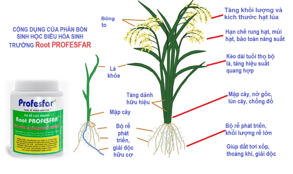 Công dụng của phân bón sinh học điều hòa sinh trưởng Root PROFESFAR