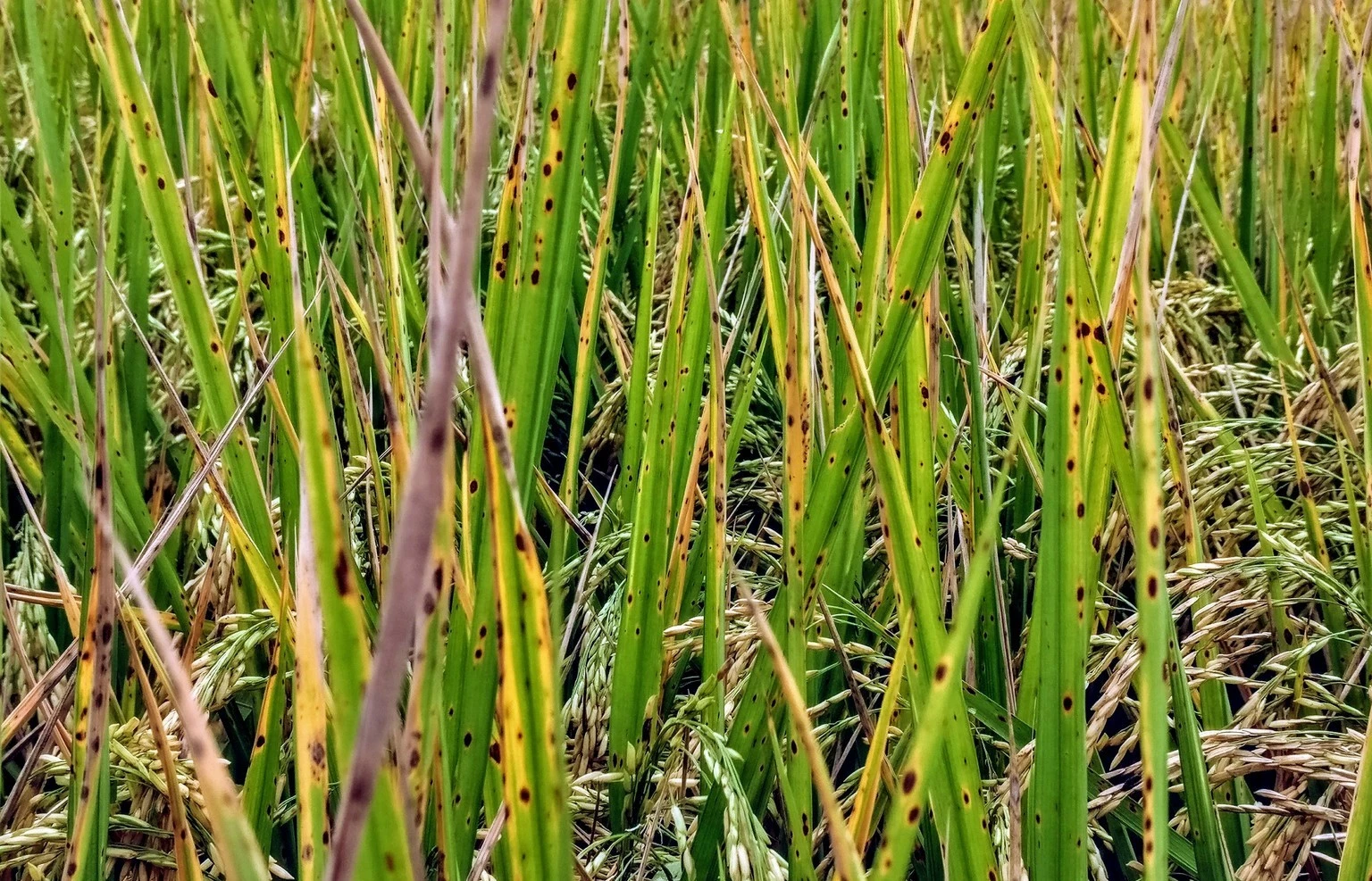 Bệnh đốm nâu hại lúa
