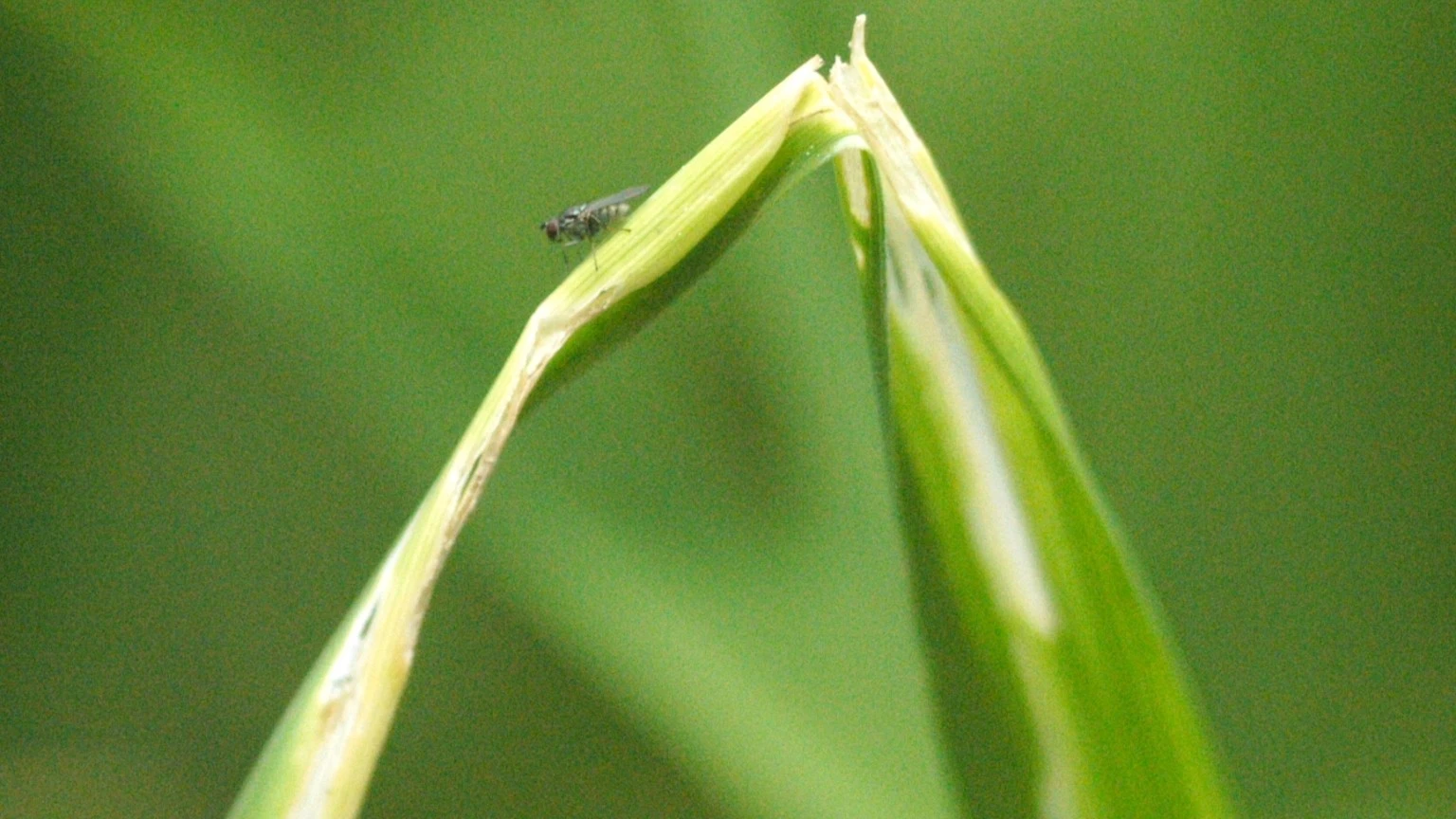 Ruồi gây hại trên lúa