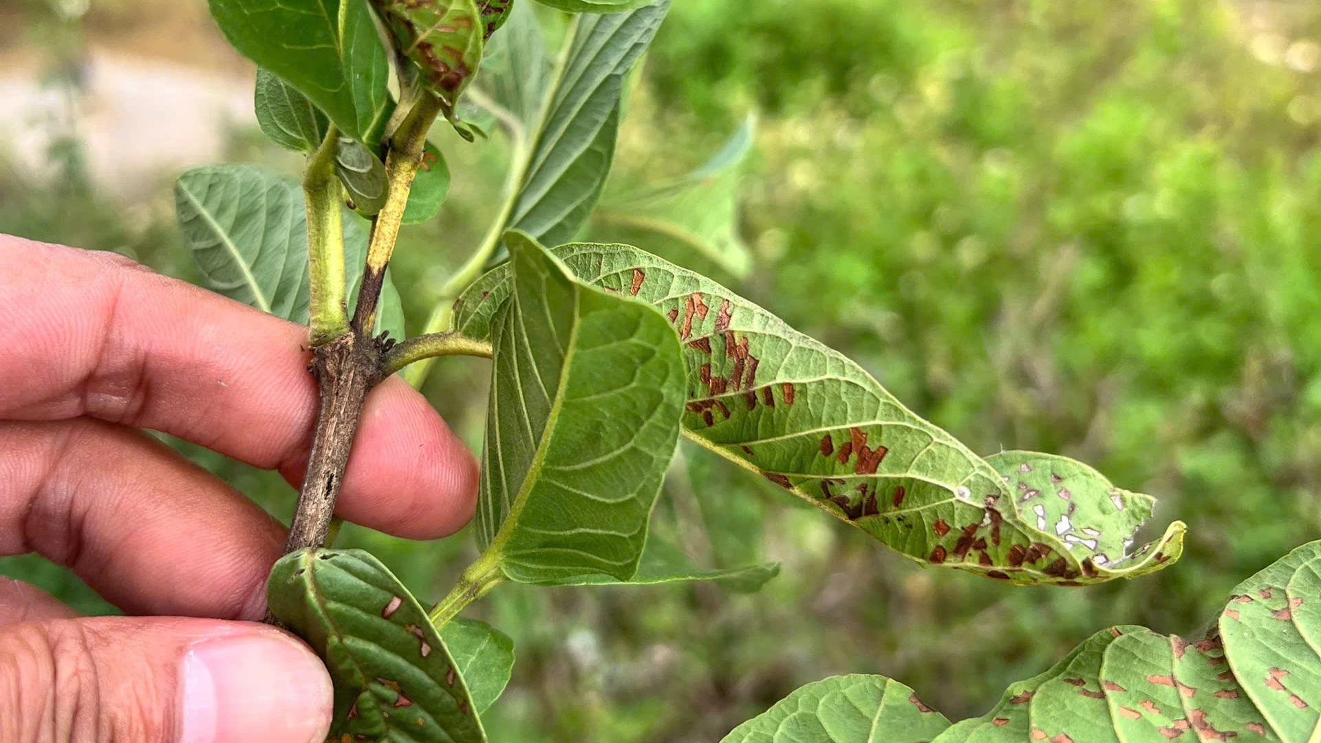 Bệnh đốm lá ổi Hyaloderma