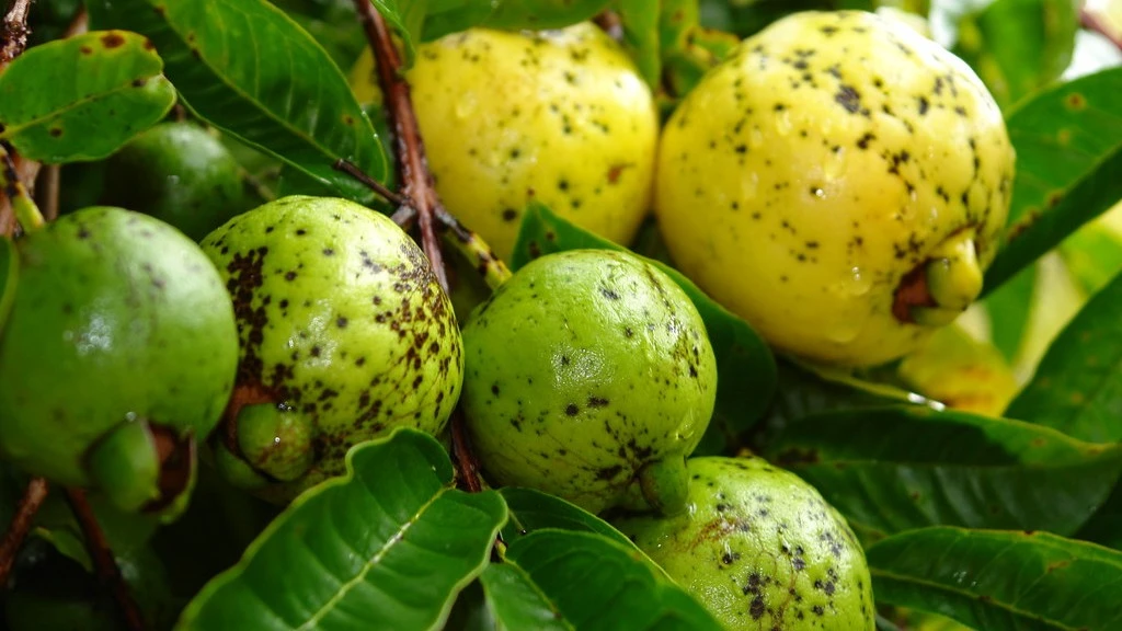 Bệnh gẻ trên ổi