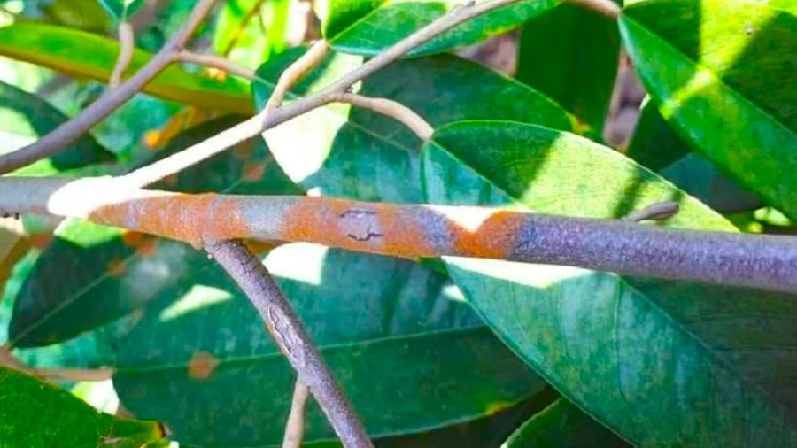 Bệnh nấm hồng Sầu riêng