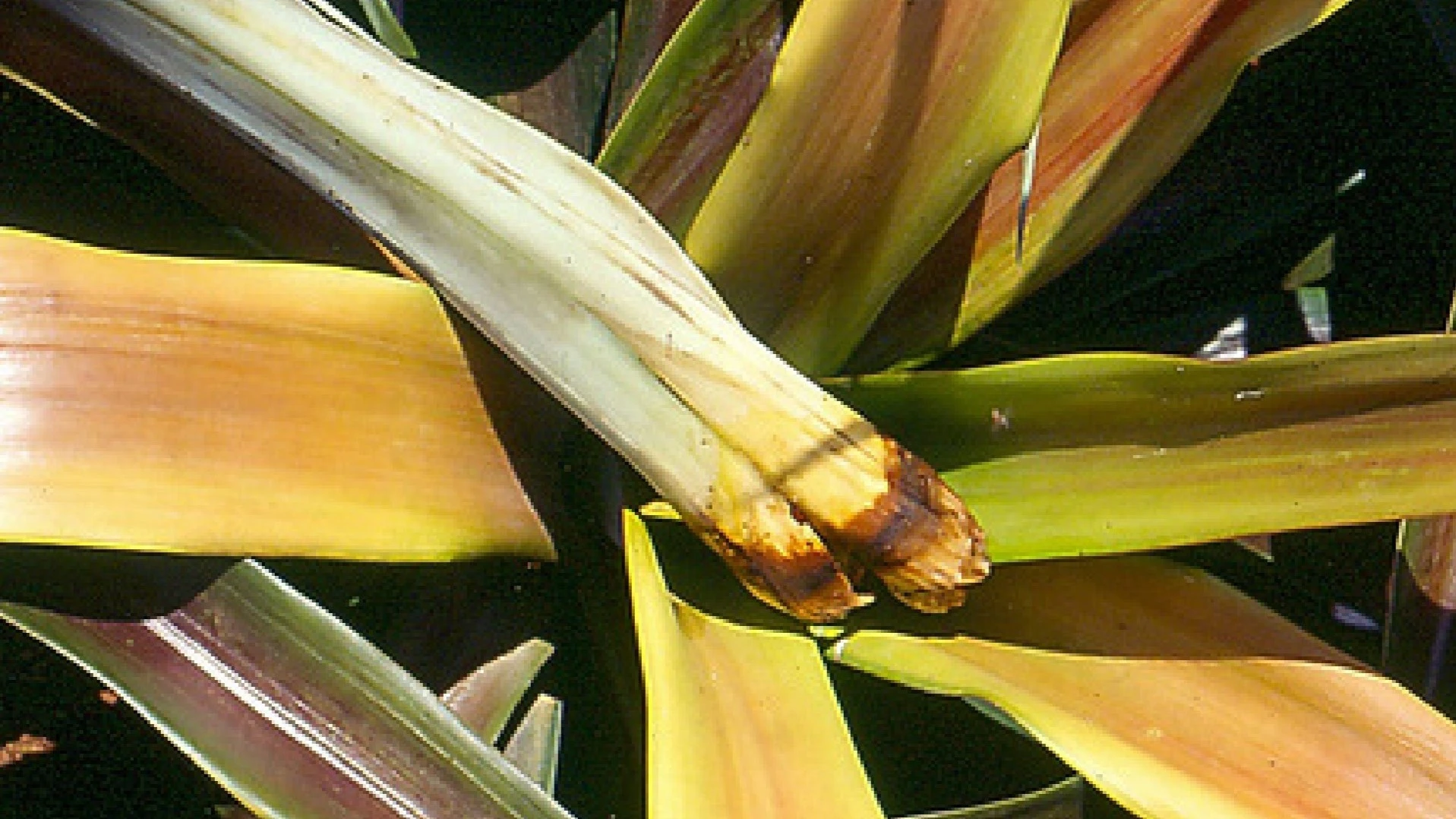 Bệnh thối lõi và thối rễ dứa