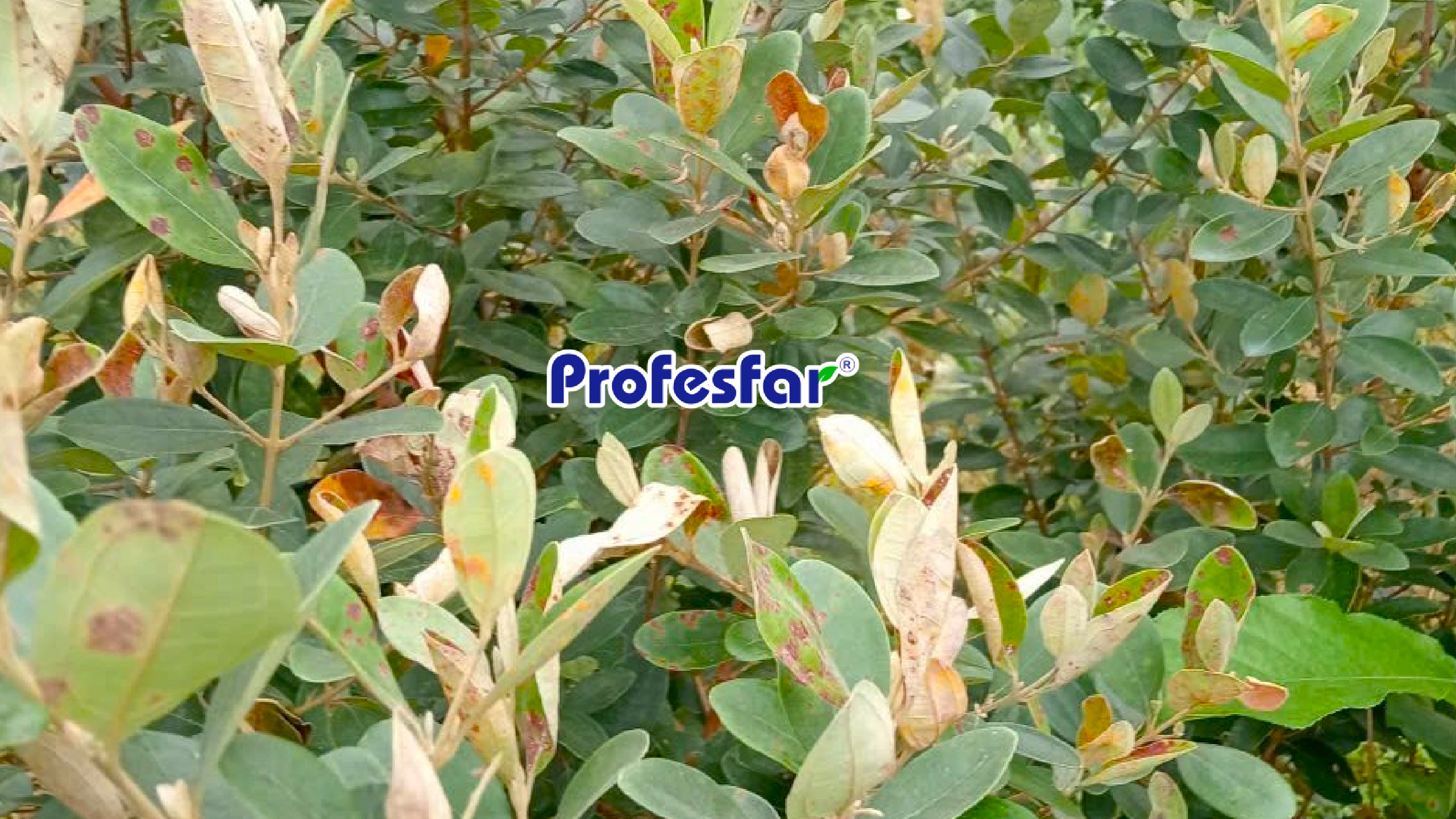 Bệnh gỉ sắt trên cây Sim