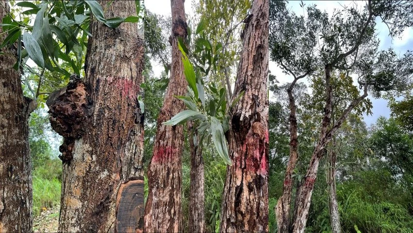 Bệnh héo và loét thân do Ceratocystis trên Keo