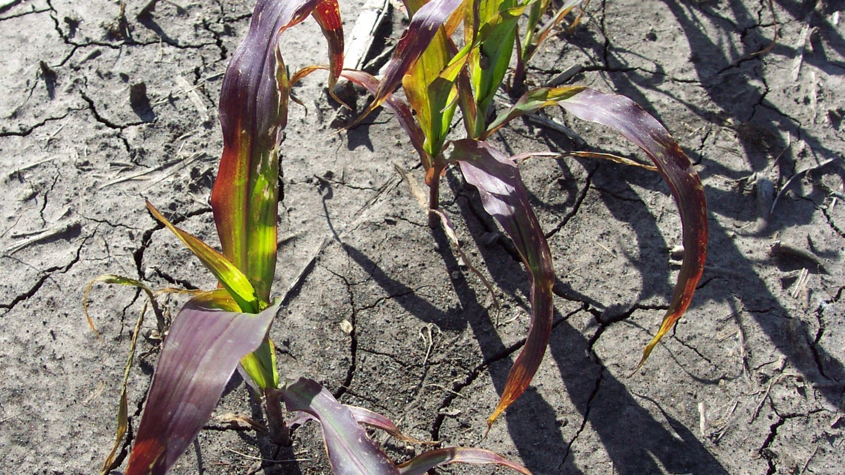 Hiện tượng tím cây ngô