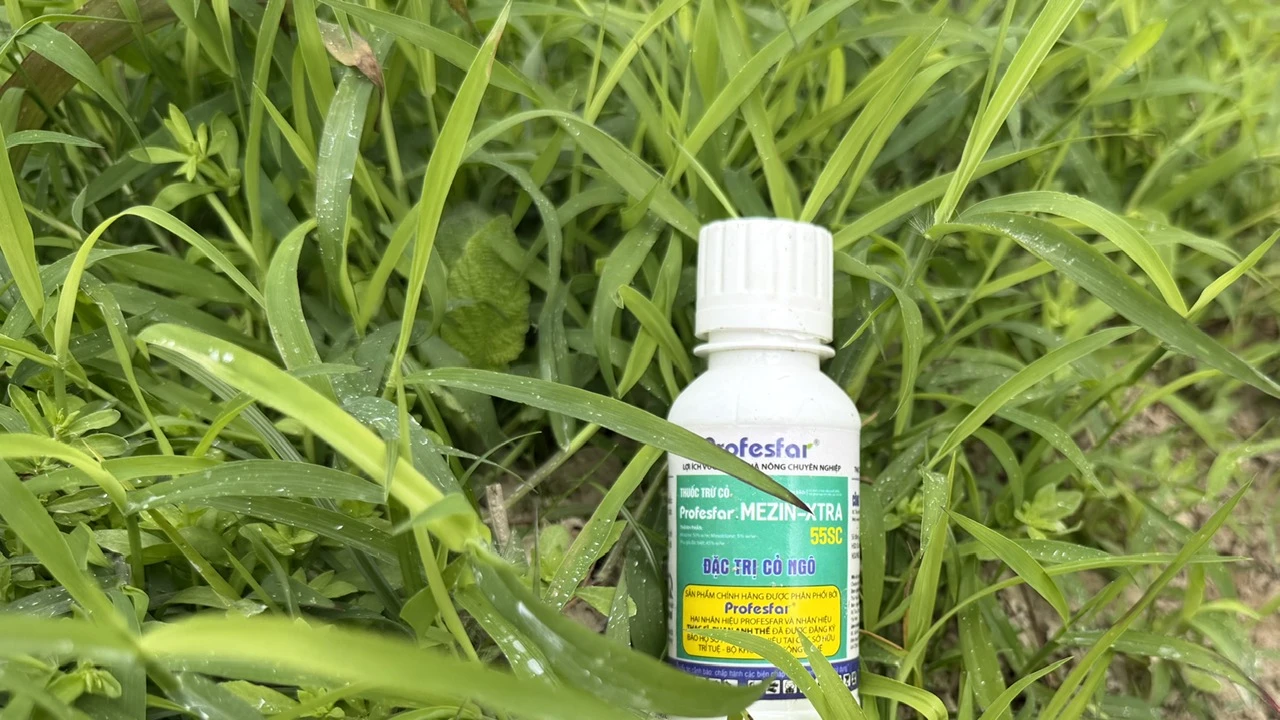 Phòng trừ cỏ dại cho ngô