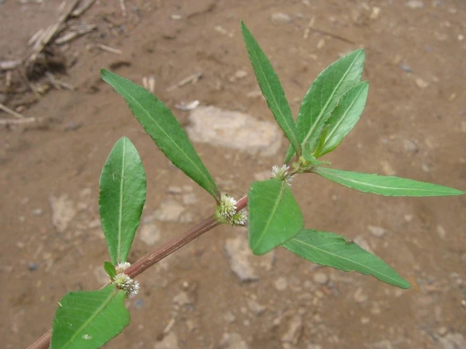 Cỏ chiếu (Achyranthes linearifolia Sw. ex Wikstr.)