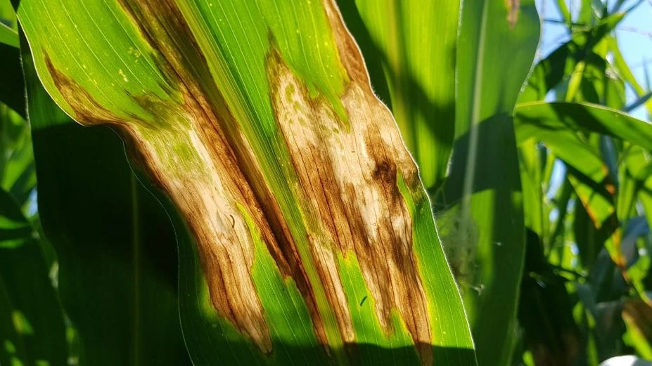 Bệnh cháy lá ngô do nấm Exserohilum turcicum