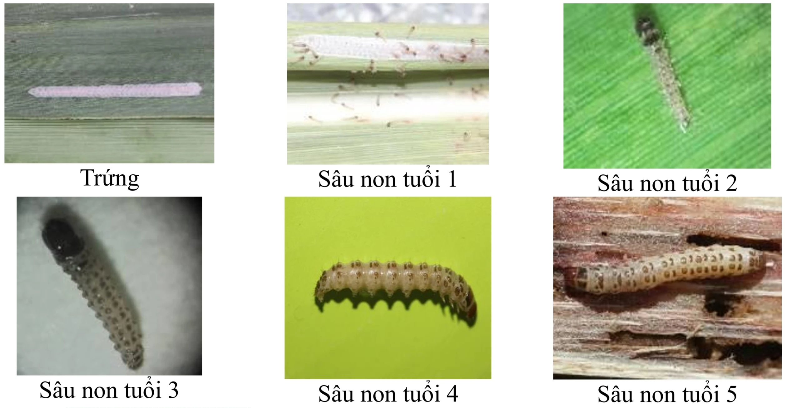 Sâu đục thân 4 vạch đầu vàng - Chilo tumidicostalis