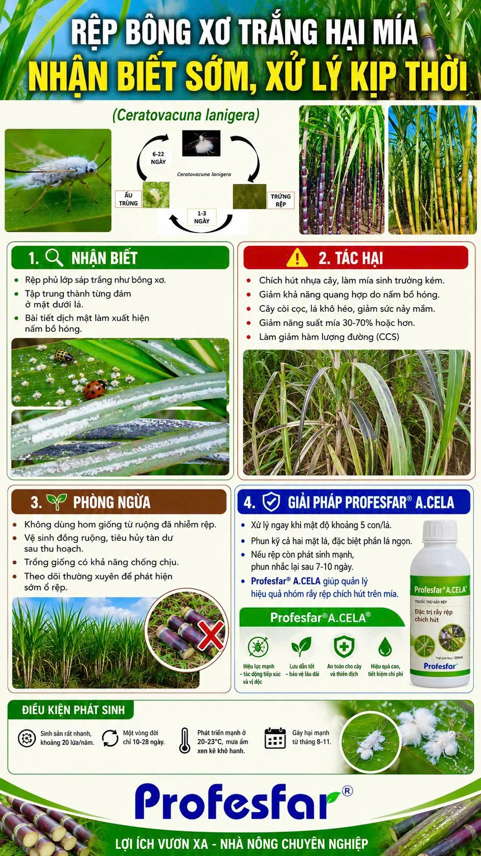 Rệp xơ trắng hại mía, Rệp bông xơ trắng, Rệp Mía