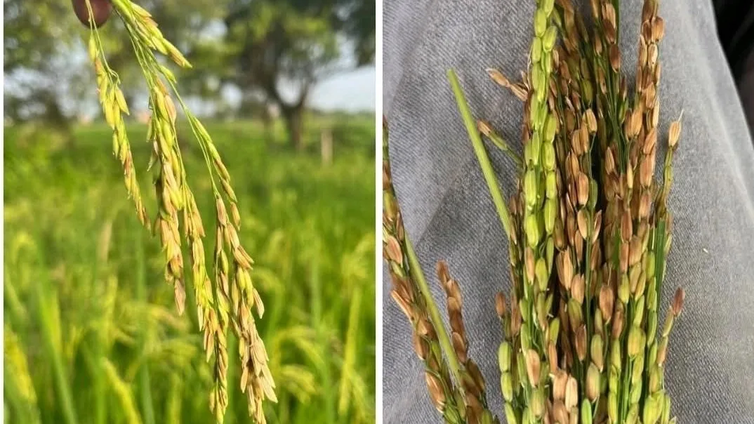 Nhện gié gây hại trên bông lúa, profesfar, Thạc sĩ. Phan ANh Thế